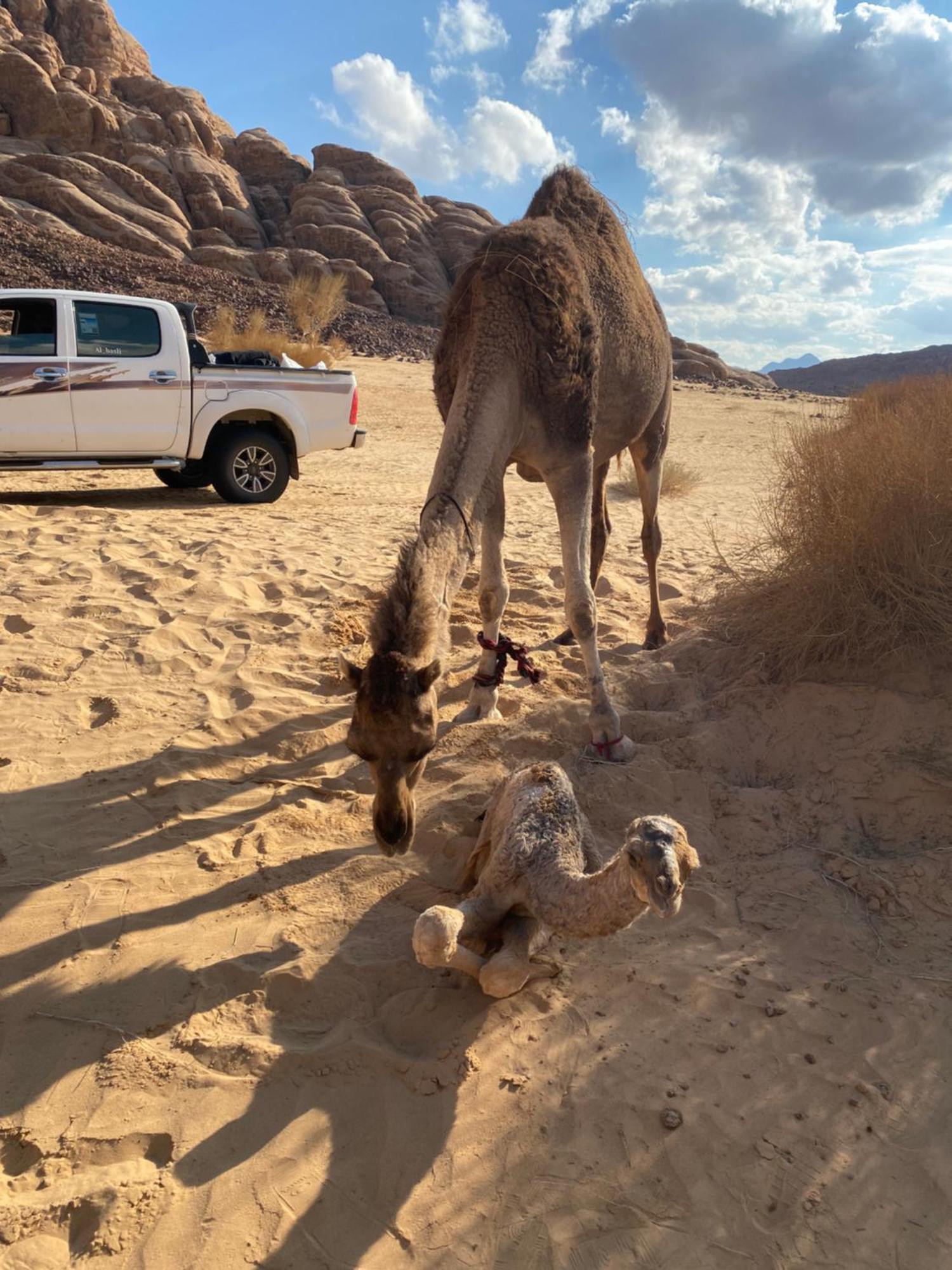 Wadi Rum Albasli المظهر الخارجي الصورة