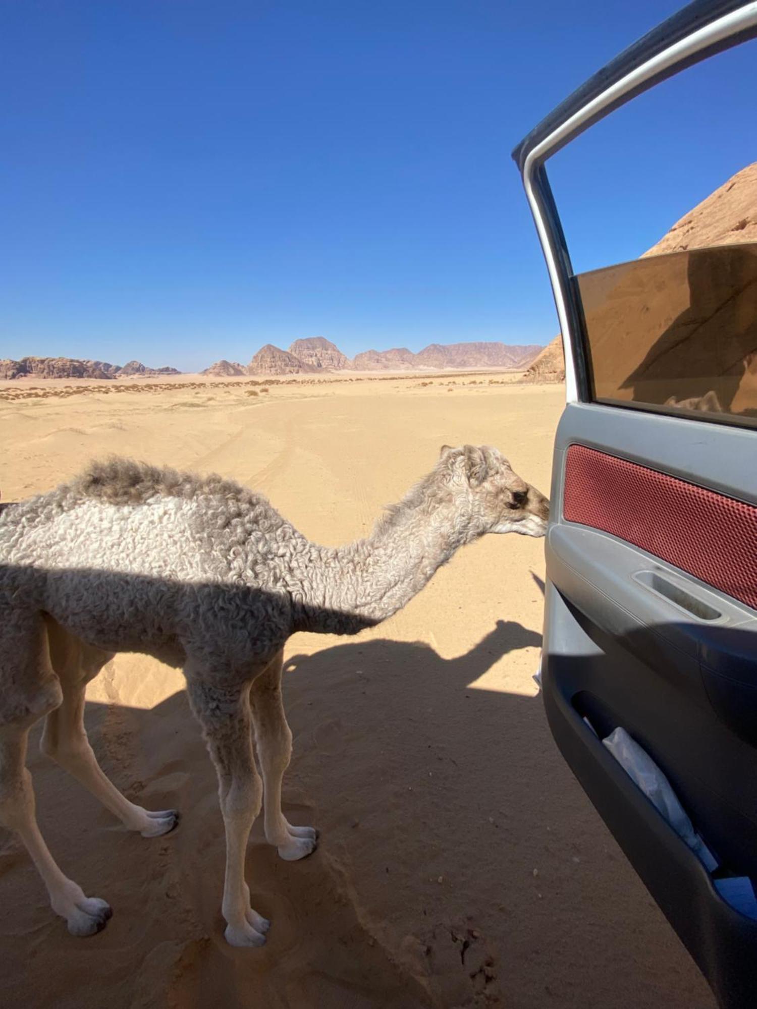 Wadi Rum Albasli المظهر الخارجي الصورة
