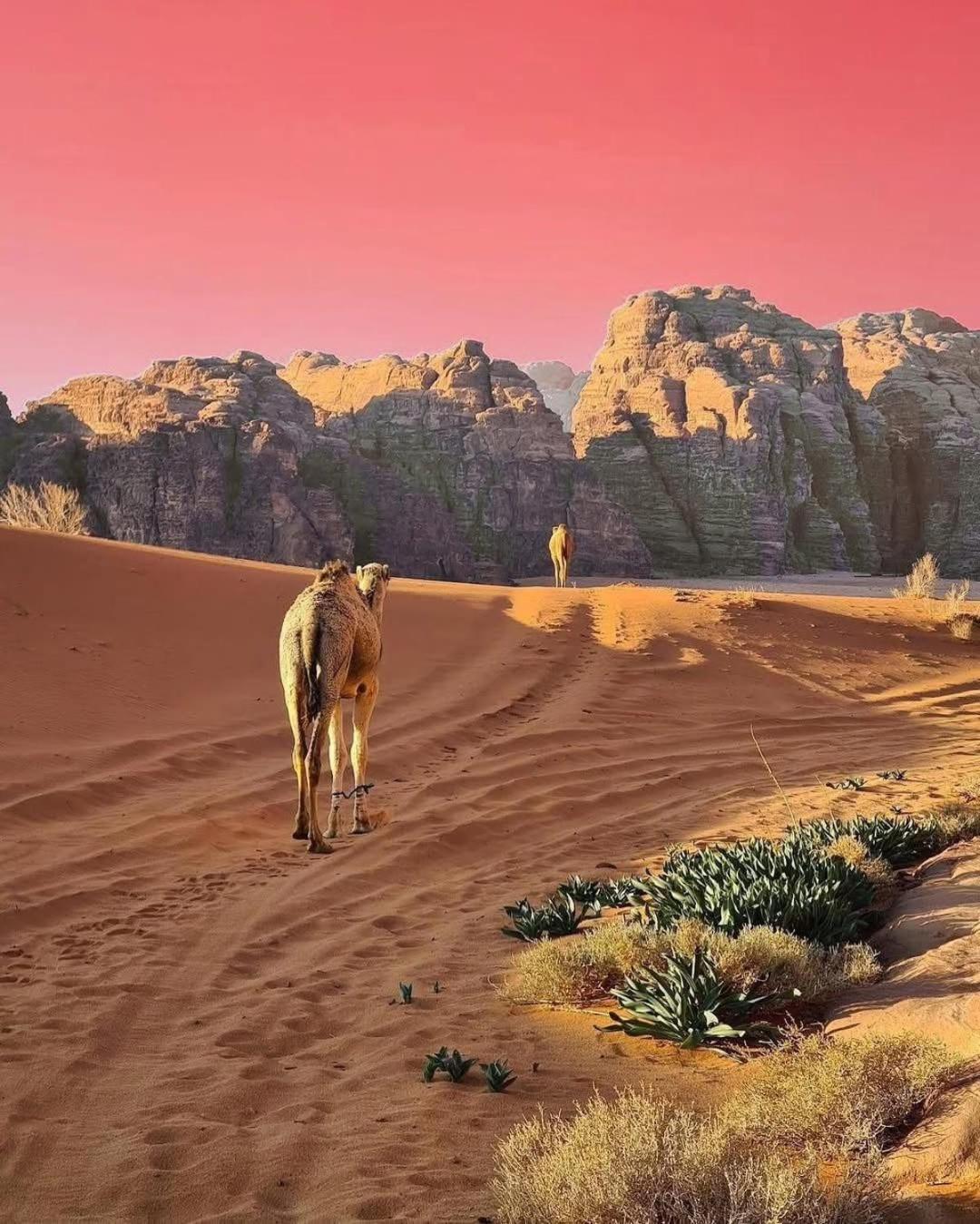 Wadi Rum Albasli المظهر الخارجي الصورة